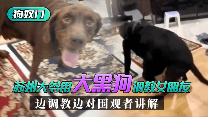 欧美黄色激情-2021高清国语版国产在线观看